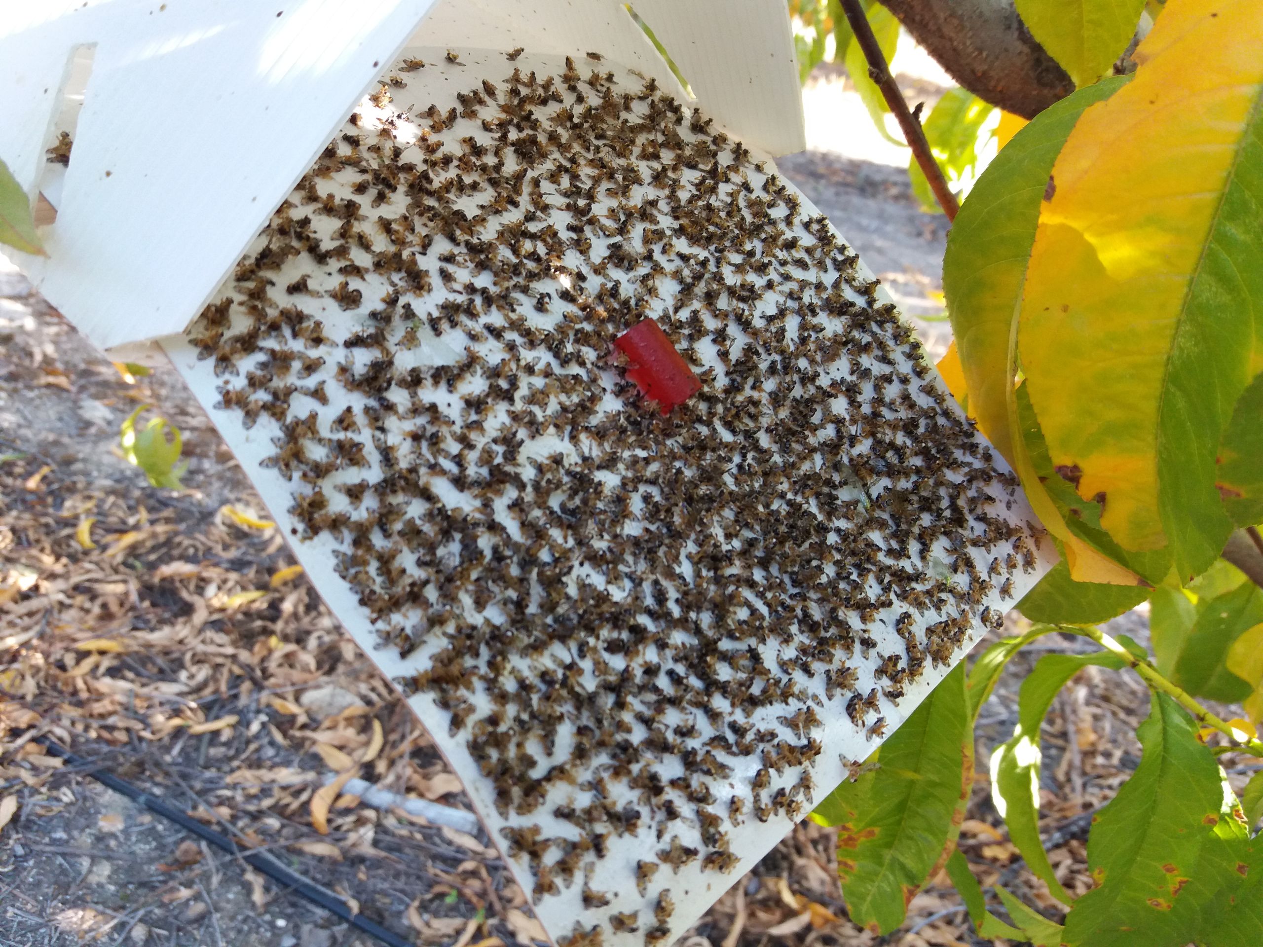 mosca